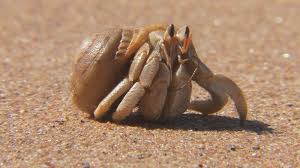 Birch Beer Vs Root Beer Reddit Image Result For Hermit Crab Hermit Crab Crab Hermit