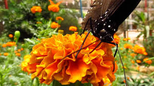 5 kea farm, cameron highlands, 39100, malaysia. Pillango Falatozik Egy Viragrol Butterfly Farm Cameron Highlands Youtube