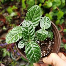 Image result for Psychotria auxopoda