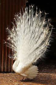 موسوعة أجمل صور طيور برية نادرة بألوان رائعة Beautiful Birds Albino Animals Pet Birds