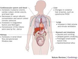 Pin On Chapter 28 Female Reproductive