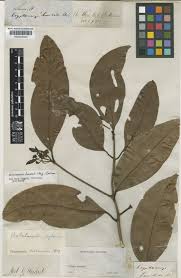 Image result for Beilschmiedia michelsonii