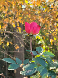December Rose