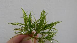 Image result for Najas horrida