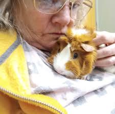 Missouri Cherry Blossom Festival in Marshfield, MO