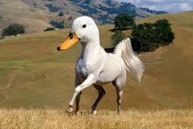 A camel is a horse designed by committee posted by sr on april 16, 2004. A Camel Is A Horse Designed By A Committee