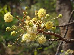 Image result for Embelia xylocarpa