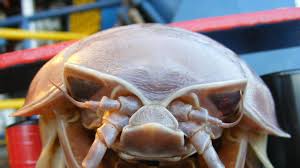 Giant isopods live on the seafloor, where they can burrow into the mud or clay for shelter. Giant Isopod Pet For Sale Pet S Gallery