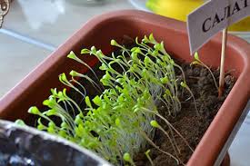 Какое освещение нужно вашему растению? Теневыносливые и светолюбивые  растения