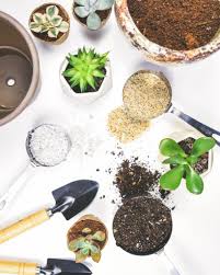 But, it's a great way to save money and get. Succulent Studios Blog Best Succulent Care Tips And Diy
