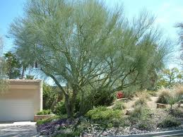 There are three species of palo verde that are native to the desert southwest; Cercidium Desert Museum