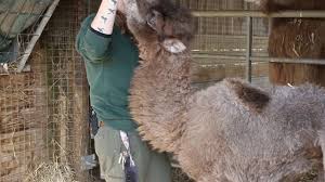 Contrary to popular belief, they're filled with fat, which. Baby Camel