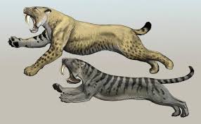 Look What You Ve Done North America Smilodon Prehistoric Animals Ancient Animals