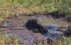 spare as it slowly sinks into muddy bog