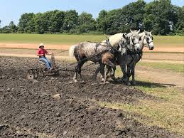 We grow high quality produce and cut flowers for our csa (community supported agriculture) program. The Disappearance Of Horse Power On The American Farm