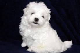 Maltese Terrier Antalya Fiyatlari Ikinci El Sifir Kiralik Ilanlar