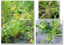 Image result for Cyperus sphacelatus