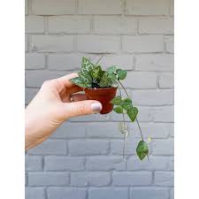 Image result for Ceropegia burchelliana