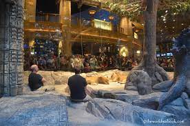 Book now to avoid disappointment. Petting A Cub At Mgm Lion Habitat The World Is A Book