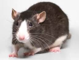 Mice are classified into six families, with more than 1,000 species. Pet Mice Varieties Pets Australia