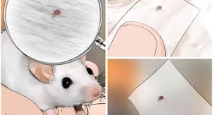 Mar 04, 2020 · human resources for the university of oklahoma. 3 Ways To Save A Baby Wild Mouse Wikihow