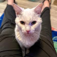 These two sweet faces are still looking for their forever home! Both of  these siblings are eating hard food and litterbox trained. they are fixed  vaccinated microchipped and dewormed. The tabby with