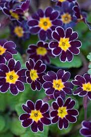 Page Not Found Beautiful Flowers Wallpapers Perennial Plants Primula