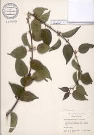 Image result for Colubrina asiatica