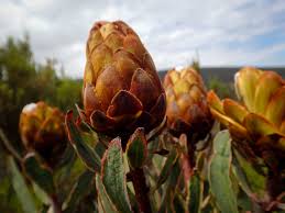 Image result for Terminalia kilimandscharica