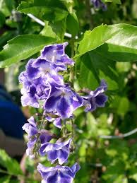 Image result for Duranta erecta