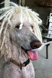 Pin By Jamie Bozeman On Poodle Rule Poodle Poodle Hair Compare Dog Food