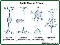 Many bipolar cells are specialized sensory neurons for the transmission of sense. What Are The Differences Between Unipolar Bipolar And Multipolar Neurons Quora
