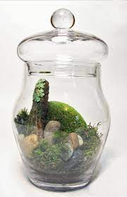 Moss And Lichen Tiny Terrarium Terrarium Miniature Garden Large Terrarium