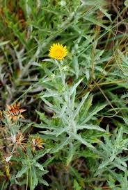 Image result for Berkheya carlinopsis