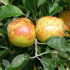 View our wide selection of houses and flats for sale in norfolk. Norfolk Royal Apple Trees Buy Online From Blackmoor