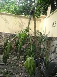 Maybe you would like to learn more about one of these? Yok Rempitan Tanam Ubi Pulut