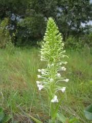 Image result for Habenaria zambesina