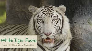 An ambitious indian driver uses his wit and cunning to escape from poverty and rise to the top. White Tiger Facts For Kids All About White Tiger