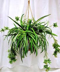 Safe plants and poisonous plants for cats. Plants That Remove Toxins From Your Home Video Health Spider Plant Babies Plants Hanging Plants