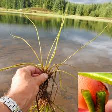 Image result for Isoetaceae