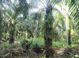 Faktor pertama berdasarkan posisi vertikal pada batang yaitu 30 cm bagian pangkal, 105 cm dari pangkal, 180 cm dari pangkal dan 255 cm dari pangkal. Dampak Covid 19 Pada Bisnis Perkebunan Sawit