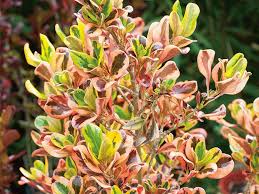 We did not find results for: Coprosma Evening Glow Diaco S Garden Nursery And Garden Centre