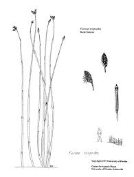 Image result for Fuirena pubescens