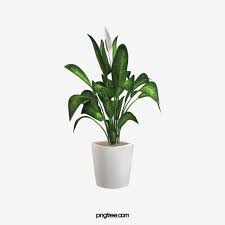 Check spelling or type a new query. Big Leaf Green Potted Potted Plants Green Big Leaves Png Transparent Clipart Image And Psd File For Free Download Big Leaves Plant Leaves Leaf Clipart