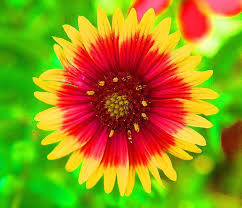 Indian Blanket State Wildflower State Symbols Usa Indian Blankets Indian Blanket Flower Wild Flowers