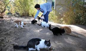 Community cats need your support! Feral Cats Given Free Reign Over Los Angeles As The City Proposes A Law That Will Fund The Neutering And Then The Release Of Strays Daily Mail Online
