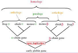 Small Things Considered Of Terms In Biology Ortholog