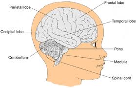 People with a brain tumor may experience the following symptoms or signs. Oncology Brain Tumors Children S Wisconsin