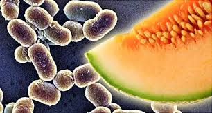 Listeriosis is a disease caused by listeria monocytogenes. Food Bacteria Quiz Listeria And Other Bacteria In Foods That Make Us Sick And The Symptoms