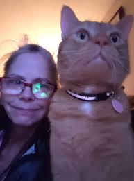 Cat watching from patio door